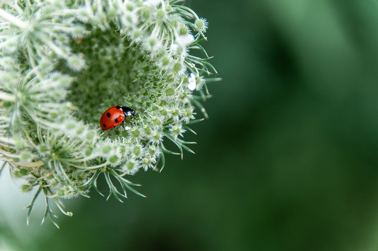 Ladybug on Flower image - Nature & Flow Collection Hero Image