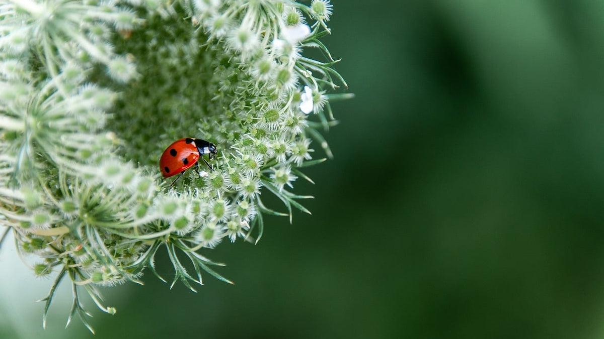 A close-up photograph of a small red ladybug with black spots resting on the fuzzy green seed head of a wild plant, set against a soft, blurred green background.